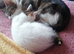 Loving female kitten