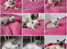 RAGDOLLS KITTENS /Reservation Open.