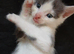 Light grey/white tortoise shell male kitten