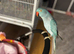 Blue Indian ringneck