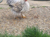 frazzler x Pekin Bantam