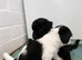Jackpoo puppies