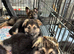GORGEOUS LITTER OF GERMAN SHEPHERD PUPPIES