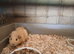 3 male baby guinea pigs