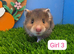 Beautiful Syrian Hamster Baby