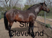 Tb 5 year old gelding ror