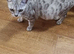 Bengal kittens.