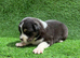 Australian Shepherd Puppies