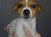 Jack Russell puppy&rsquo;s
