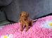 F1BB Toy Cavapoo