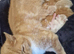 4 ginger & white male kittens
