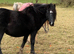 12hh black mare