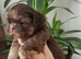 Special quality kc dobie Imperial shih tzu's