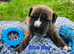 Staffordshire Bull Terrier puppies