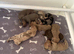 Standard dachshund puppies