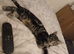 Cat for sale