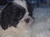 Shih Tzu puppies for sale