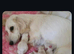 Stunning snow white cream miniature Dachshunds kc registered