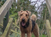 Superb KC registered Airedales sired by champion!