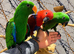 Baby HandReared Super Tame Male Eclectus Parrot,