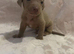 Staffy x puppies for sale