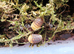 Cubaris rubber ducky isopod