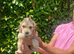 COCKAPOO PUPPIES