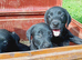 Labrador puppies