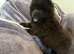 Chow chow puppies 2 boys left