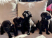 Labrador retriever puppies