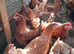 Egg layer Chicken available