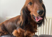 Stunning long haired dachshund puppy black and cream Only 1 left !