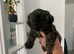 Shitzue puppies