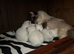 Gordious pure ragdoll kittens