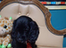 Only 1 gorgeous kc Cocker spaniel puppy left