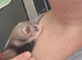 Polecat for sale