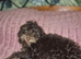 2 stunning cockapoo puppies