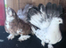 Fantail