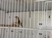 Zebra finches