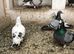 Race pigeons free