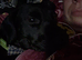 Patterdale terrier