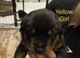 Rottweiler puppies