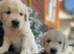 1 golden retriever puppy looking for his home