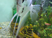 2 large beautiful  angel fish