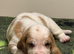 Stunning KC Registered Basset Pups