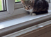 Kitten