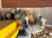 Silve laced orpington chicks 3 days old pic of parents on ad