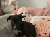 Germanshepard x staffy puppy (Ready)