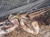Group of ducks