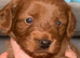 Beautiful cockapoo puppies for sale
